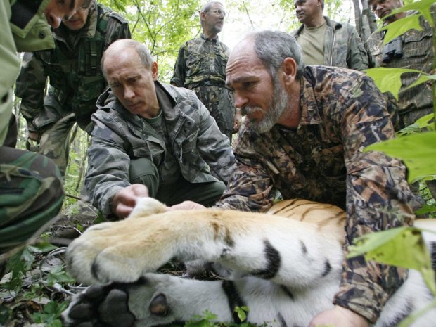 he-shot-a-tiger-with-a-tranquilizer-dart-which-allowed-the-researchers-to-tag-the-big-cat-with-a-satellite-tracker